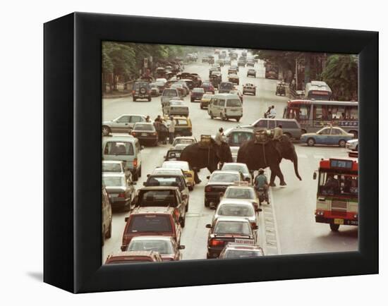 Thai Elephants Maneuver Their Way Through a Bangkok Traffic Jam in Downtown-null-Framed Premier Image Canvas