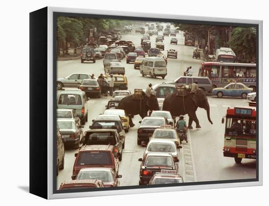 Thai Elephants Maneuver Their Way Through a Bangkok Traffic Jam in Downtown-null-Framed Premier Image Canvas
