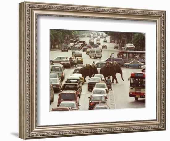 Thai Elephants Maneuver Their Way Through a Bangkok Traffic Jam in Downtown-null-Framed Photographic Print