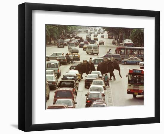 Thai Elephants Maneuver Their Way Through a Bangkok Traffic Jam in Downtown-null-Framed Photographic Print