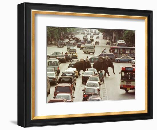 Thai Elephants Maneuver Their Way Through a Bangkok Traffic Jam in Downtown-null-Framed Photographic Print