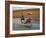 Thai Man in Motion, Chiang Mai, Thailand.-Adam Jones-Framed Photographic Print