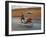 Thai Man in Motion, Chiang Mai, Thailand.-Adam Jones-Framed Photographic Print