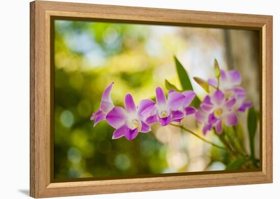 Thai Orchids-Erin Berzel-Framed Premier Image Canvas