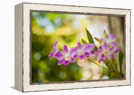 Thai Orchids-Erin Berzel-Framed Premier Image Canvas