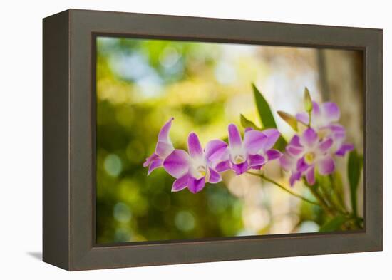 Thai Orchids-Erin Berzel-Framed Premier Image Canvas