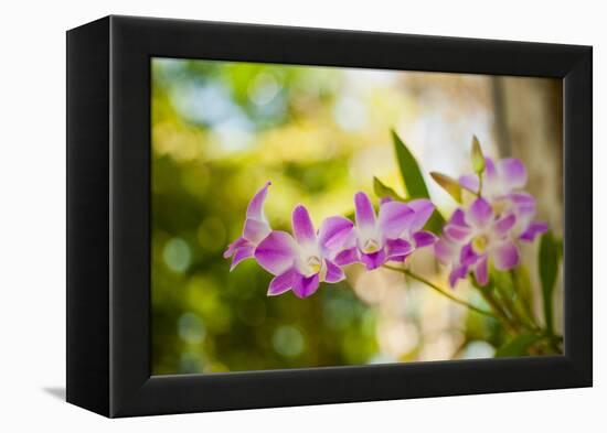 Thai Orchids-Erin Berzel-Framed Premier Image Canvas