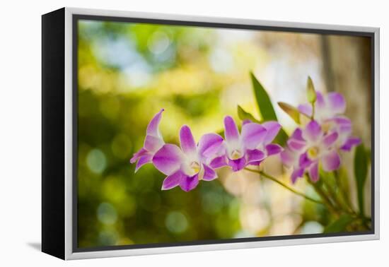 Thai Orchids-Erin Berzel-Framed Premier Image Canvas