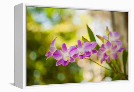 Thai Orchids-Erin Berzel-Framed Premier Image Canvas