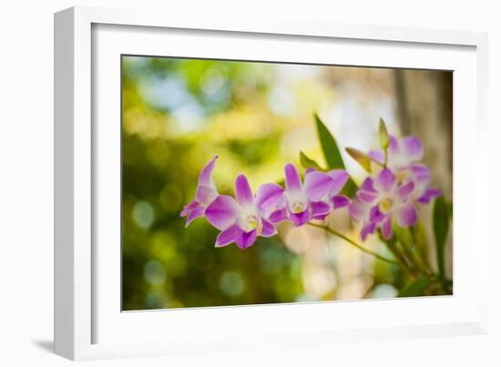 Thai Orchids-Erin Berzel-Framed Premium Photographic Print