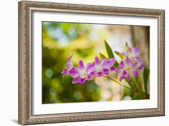 Thai Orchids-Erin Berzel-Framed Photographic Print