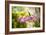 Thai Orchids-Erin Berzel-Framed Photographic Print