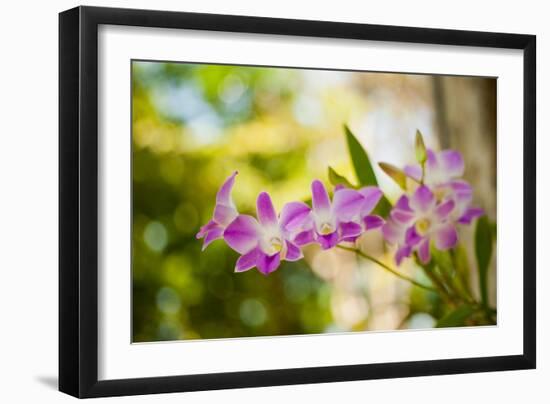 Thai Orchids-Erin Berzel-Framed Photographic Print