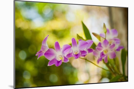 Thai Orchids-Erin Berzel-Mounted Photographic Print