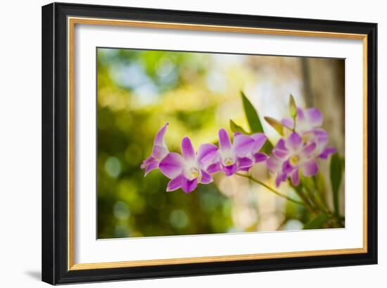 Thai Orchids-Erin Berzel-Framed Photographic Print