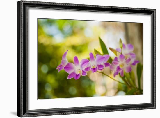 Thai Orchids-Erin Berzel-Framed Photographic Print