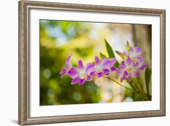 Thai Orchids-Erin Berzel-Framed Photographic Print