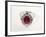 Thai Ruby Ring-null-Framed Photographic Print