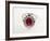 Thai Ruby Ring-null-Framed Photographic Print