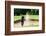 Thai Young Man Golf Player in Action Swing in Sand Pit during Practice before Golf Tournament at Go-Kitzero-Framed Photographic Print