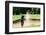 Thai Young Man Golf Player in Action Swing in Sand Pit during Practice before Golf Tournament at Go-Kitzero-Framed Photographic Print