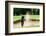 Thai Young Man Golf Player in Action Swing in Sand Pit during Practice before Golf Tournament at Go-Kitzero-Framed Photographic Print