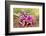 Thailand - 205-Ben Heine-Framed Photographic Print