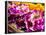 Thailand, Bangkok Street Flower Market. Flowers ready for display.-Terry Eggers-Framed Premier Image Canvas