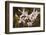 Thailand, Chiang Mai Province, Wat Phra That Doi Suthep. Orchids-Emily Wilson-Framed Photographic Print