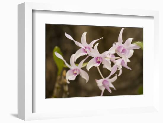 Thailand, Chiang Mai Province, Wat Phra That Doi Suthep. Orchids-Emily Wilson-Framed Photographic Print