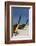 Thailand, Phuket, Island of Phi Phi Don. Traditional Longboat-Cindy Miller Hopkins-Framed Photographic Print