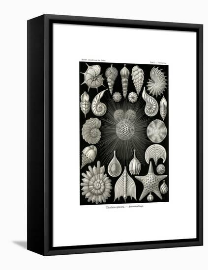 Thalamophora, 1899-1904-null-Framed Premier Image Canvas