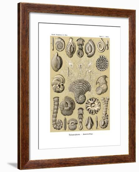 Thalamophora, 1899-1904-null-Framed Giclee Print