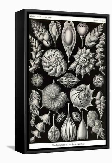 Thalamophora - Forminifera-Ernst Haeckel-Framed Stretched Canvas
