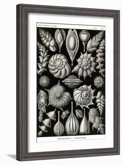 Thalamophora - Forminifera-Ernst Haeckel-Framed Art Print