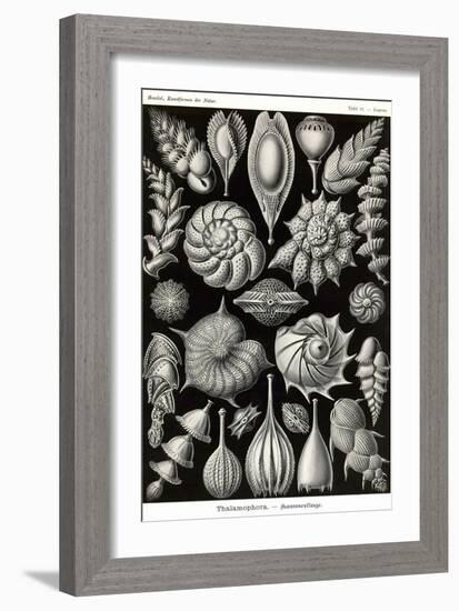 Thalamophora - Forminifera-Ernst Haeckel-Framed Art Print