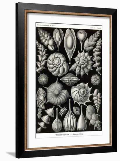 Thalamophora - Forminifera-Ernst Haeckel-Framed Art Print