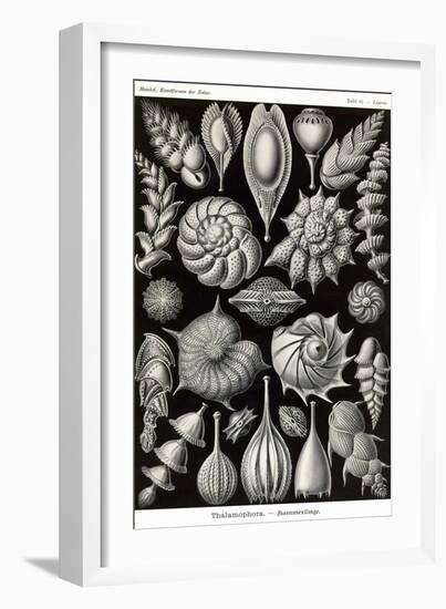 Thalamophora - Forminifera-Ernst Haeckel-Framed Art Print