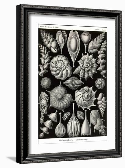 Thalamophora - Forminifera-Ernst Haeckel-Framed Art Print