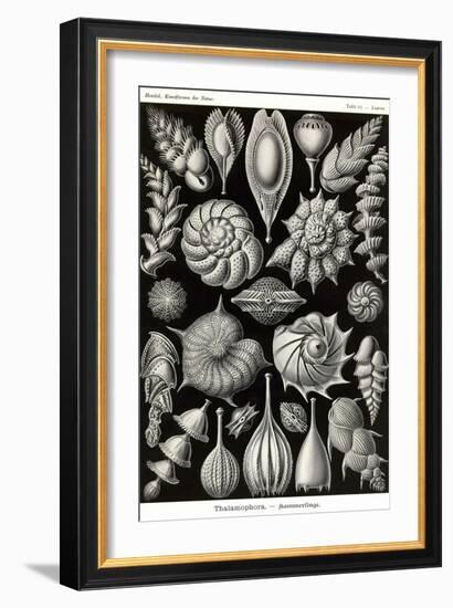 Thalamophora - Forminifera-Ernst Haeckel-Framed Art Print