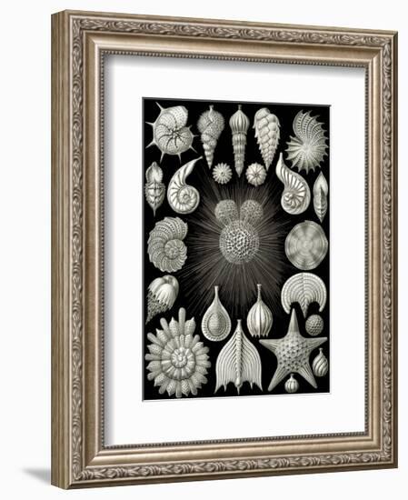 Thalamphora-Ernst Haeckel-Framed Art Print