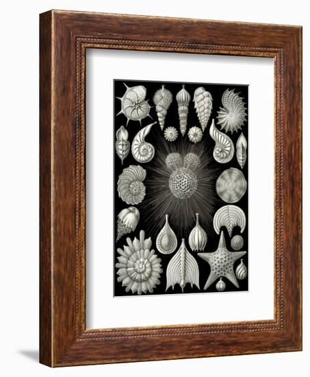 Thalamphora-Ernst Haeckel-Framed Art Print