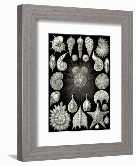 Thalamphora-Ernst Haeckel-Framed Art Print