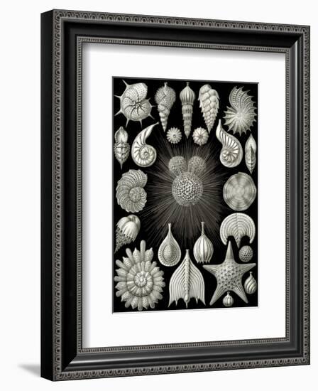 Thalamphora-Ernst Haeckel-Framed Art Print