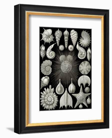 Thalamphora-Ernst Haeckel-Framed Art Print