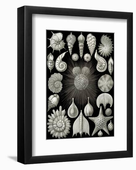 Thalamphora-Ernst Haeckel-Framed Art Print