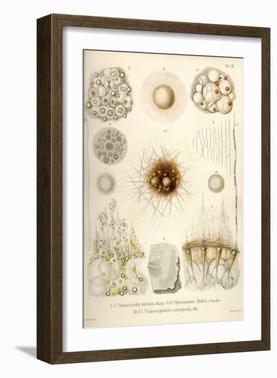 Thalassicolla Nuclea, Physematium Mulleri, Thalassoplancta Cavispicula-Ernst Haeckel-Framed Art Print