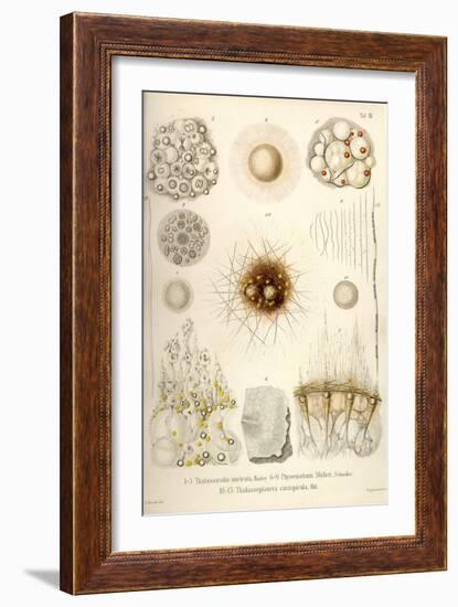 Thalassicolla Nuclea, Physematium Mulleri, Thalassoplancta Cavispicula-Ernst Haeckel-Framed Art Print