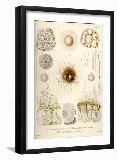 Thalassicolla Nuclea, Physematium Mulleri, Thalassoplancta Cavispicula-Ernst Haeckel-Framed Art Print