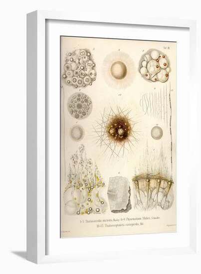 Thalassicolla Nuclea, Physematium Mulleri, Thalassoplancta Cavispicula-Ernst Haeckel-Framed Art Print